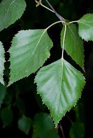 Attēlu rezultāti vaicājumam “Betula”