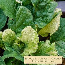 Attēlu rezultāti vaicājumam “Borago officinalis leaf”