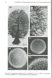 Attēlu rezultāti vaicājumam “Lamproderma arcyrioides stalked”