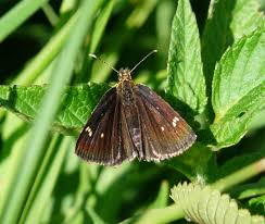 Attēlu rezultāti vaicājumam “Heteropterus morpheus underside”