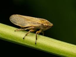 Attēlu rezultāti vaicājumam “Philaenus spumarius”