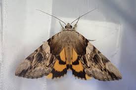 Attēlu rezultāti vaicājumam “Catocala fulminea”