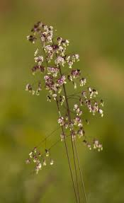 Attēlu rezultāti vaicājumam “Briza media flower”
