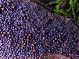 Attēlu rezultāti vaicājumam “Dictydiaethaliaceae”