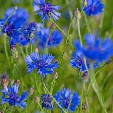 Attēlu rezultāti vaicājumam “Cyanus segetum flower”