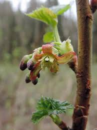 Attēlu rezultāti vaicājumam “Ribes nigrum flower”