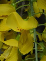 Attēlu rezultāti vaicājumam “Laburnum alpinum flower”