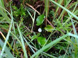 Attēlu rezultāti vaicājumam “Calla palustris leaf”
