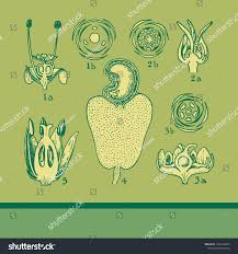 Attēlu rezultāti vaicājumam “Empetraceae”