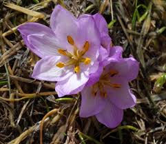 Attēlu rezultāti vaicājumam “Colchicum szovitsii subsp. szovitsii”