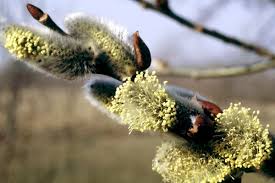 Attēlu rezultāti vaicājumam “Salix caprea fruit”