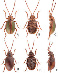 Attēlu rezultāti vaicājumam “Lochmaea caprea”
