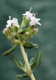 Attēlu rezultāti vaicājumam “Thymus vulgaris leaf”