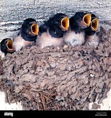 Attēlu rezultāti vaicājumam “Hirundo rustica nest”