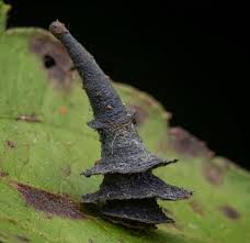 Attēlu rezultāti vaicājumam “Hadula trifolii”