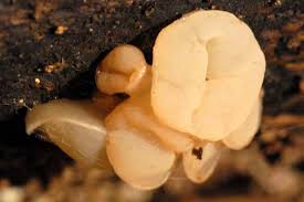 Attēlu rezultāti vaicājumam “Neobulgaria pura”