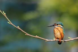 Attēlu rezultāti vaicājumam “Alcedo atthis”