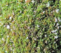 Attēlu rezultāti vaicājumam “Tortula lingulata macro”