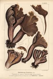 Attēlu rezultāti vaicājumam “Gomphus clavatus”