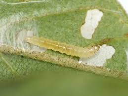 Attēlu rezultāti vaicājumam “Ancylis apicella”