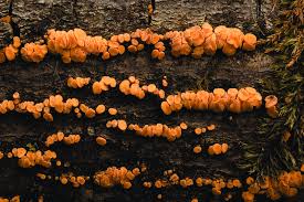 Attēlu rezultāti vaicājumam “Asterodon ferruginosus”