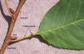 Attēlu rezultāti vaicājumam “Prunus armeniaca leaf”