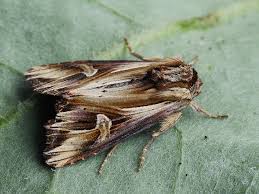 Attēlu rezultāti vaicājumam “Actinotia polyodon”