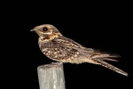 Image result for Caprimulgus ruficollis
