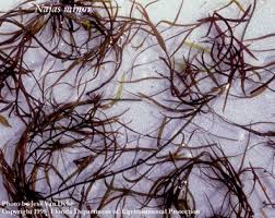 Attēlu rezultāti vaicājumam “Najas minor”