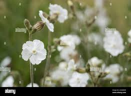 Attēlu rezultāti vaicājumam “Silene latifolia subsp. alba flower”