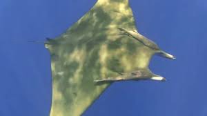 Image result for Mobula tarapacana