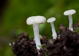 Attēlu rezultāti vaicājumam “Cudoniella acicularis”