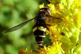 Attēlu rezultāti vaicājumam “Dasysyrphus tricinctus”