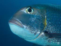 Image result for Monotaxis grandoculis