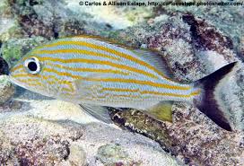 Image result for Haemulon carbonarium