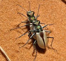 Attēlu rezultāti vaicājumam “Cicindela sylvatica imago”