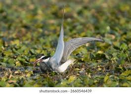 Attēlu rezultāti vaicājumam “Chlidonias hybrida adult”
