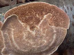 Attēlu rezultāti vaicājumam “Irpex lacteus”