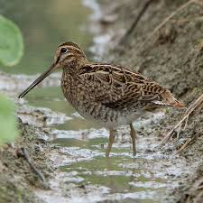 Attēlu rezultāti vaicājumam “Gallinago gallinago nest”