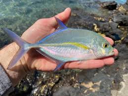 Image result for Caranx melampygus