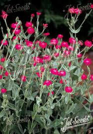 Image result for Lychnis coronaria