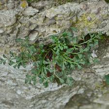 Attēlu rezultāti vaicājumam “Asplenium ruta-muraria”