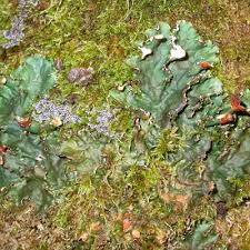 Attēlu rezultāti vaicājumam “Peltigera praetextata”