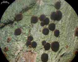 Attēlu rezultāti vaicājumam “Bacidia subincompta”