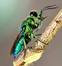 Attēlu rezultāti vaicājumam “Phaedon cochleariae”