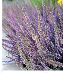 Attēlu rezultāti vaicājumam “Calluna vulgaris bud”