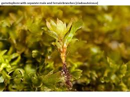 Attēlu rezultāti vaicājumam “Ephemerum serratum sporophyte”