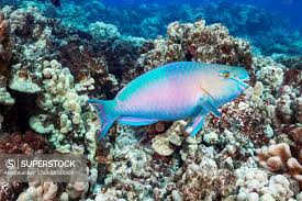 Image result for Scarus psittacus