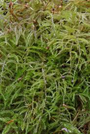 Attēlu rezultāti vaicājumam “Sciuro-hypnum reflexum”