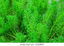 Attēlu rezultāti vaicājumam “Hydrilla verticillata”